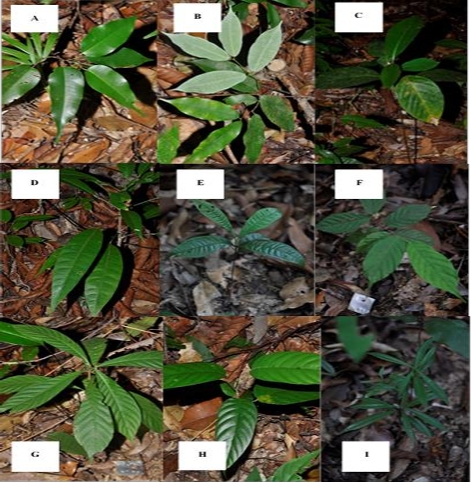 Dominance seedling species.