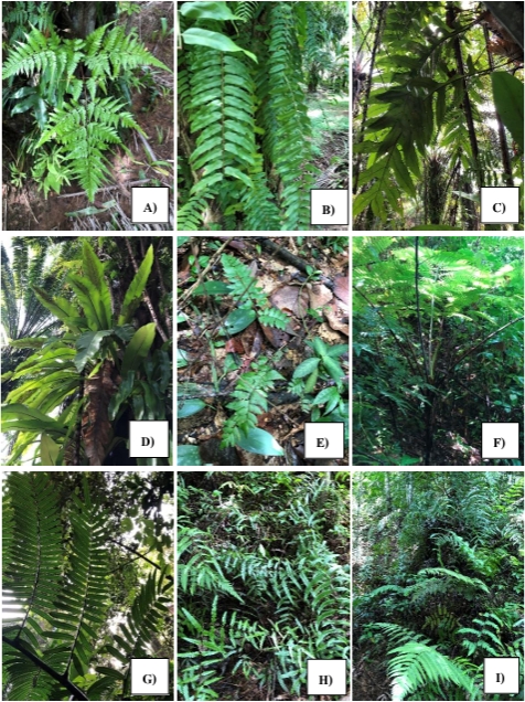 Some fern species found in this study