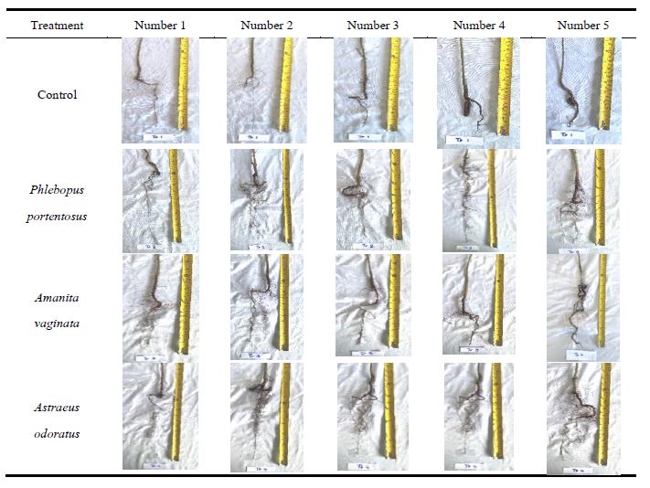 Root length and characteristics of Dipterocarpus alatus seedlings after inoculating by wild mushroom at 6-month old.