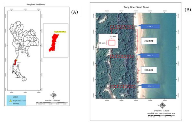 The study area at Bangboet sand dune (A) and permanent plots establishment (B).