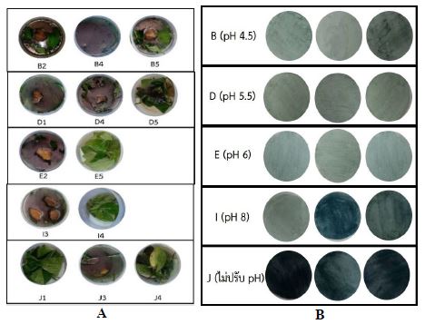 The fresh leaf maceration in 4 days (A) and the color of Assam Indigo (B) were shown.