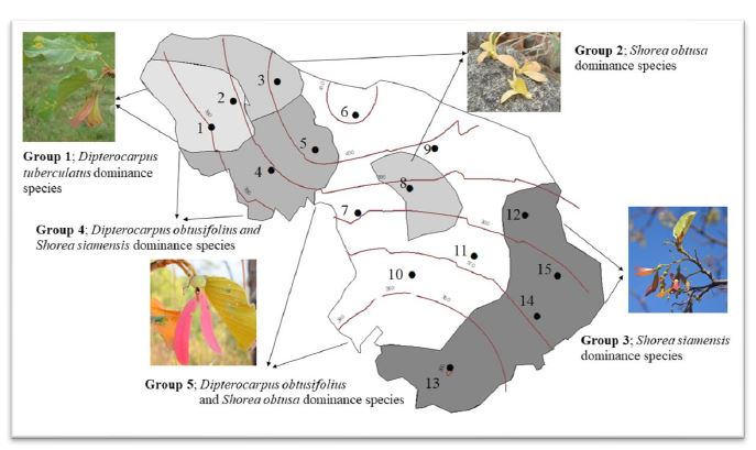 Topographic map showing five-distribution stands of dominance species in study area.