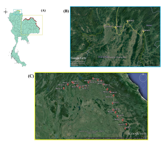 Sampling points where the semi-permanent plots laid down along the Mekong River: (A) Country map showing the total of 28 sampling points; (B) 3 sampling points in Chiang Rai province of northern Thailand, MKN 01-03; and (C) 25 sampling points in north-eastern Thailand (Ubon Ratchathani, Amnat Charoen, Mukdahan, Nakhon Phanom, Bueng Kan, Nong Khai and Leoi Provinces; MKNE01-24).