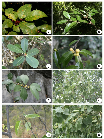 Some Genus Ficus; A) เดื่อแห Ficus anastomosans, B) ไกร Ficus concinna, C) ไทรหิน Ficus curtipes, D) ไทรย้อย Ficus maclellandii, E) ไทรยอยใบท Ficus microcarpa, F) โพศรีมหาโพ Ficus religiosa, G) Ficus saxophila and H) Ficus rumphii Blume.