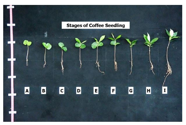 Seedling stages of Arabica coffee under lower montane forest condition in study area.