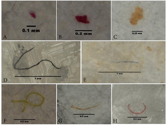  Selected photographs of microplastics found in three tadpole specimens