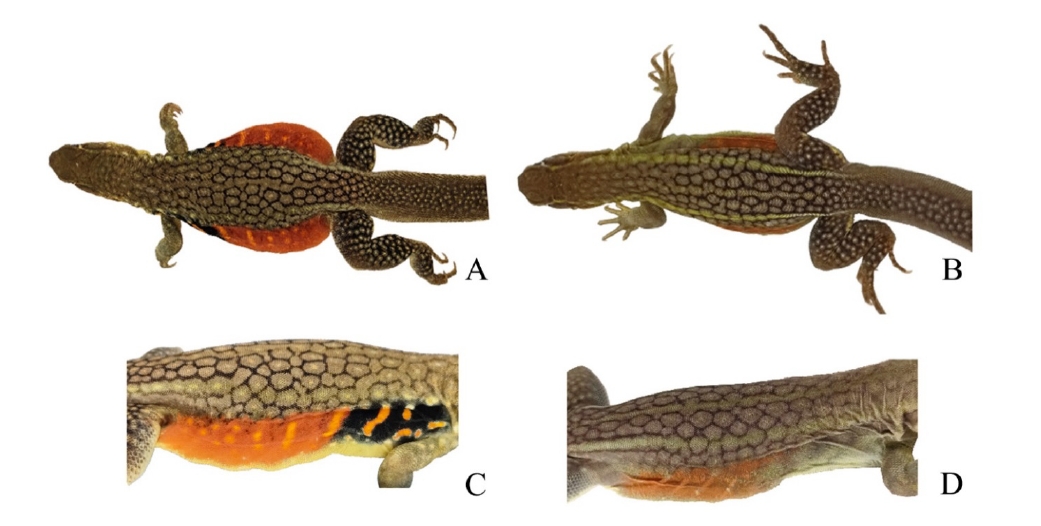 Life photographs showing differences color patterns in dorsal (A and B) and flank (C and D) patterns between adult male (A and C) and female (B and D) Leiolepis rubritaeniata. Photographs not to scale.