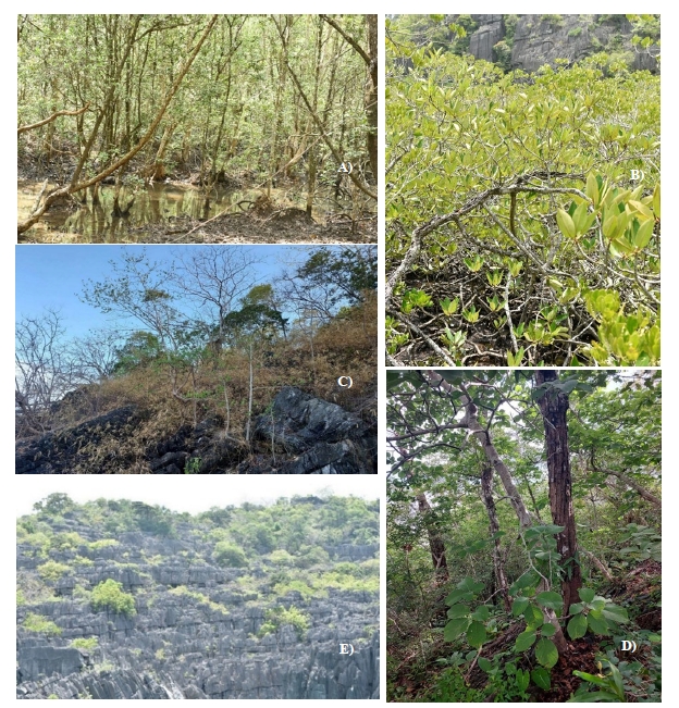 The characteristics of plant communities found in the study area; A) mangrove forest at Ko Tarutao, B) dwarf mangrove forest in sinkhole at Khaoyai island, Petra National Park, C) mixed deciduous forest at Khao Toh Ngai of Petra National Park, D) mixed deciduous forest with Pentacme siamensis dominant at Khao Toh Ngai, Petra National Park, and E) limestone hill scrub forest at Khaoyai island, Petra National Park.